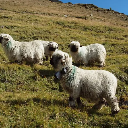 Gerbera アパート